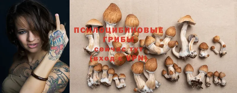 Галлюциногенные грибы Psilocybe  Анива 